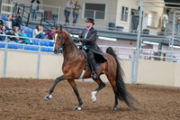 2020 - AB Morgan Horse - Sat, Sept 05 - 12912