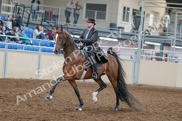 2020 - AB Morgan Horse - Sat, Sept 05 - 12912