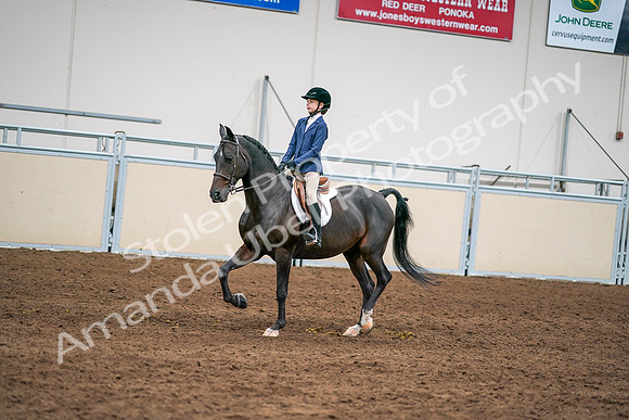 2020 - AB Morgan Horse - Sun, Sept 06 - 08183