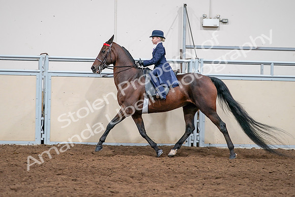 2020 - AB Morgan Horse - Sat, Sept 05 - 04820
