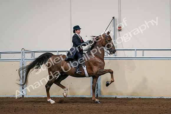 2020 - AB Morgan Horse - Sat, Sept 05 - 06383