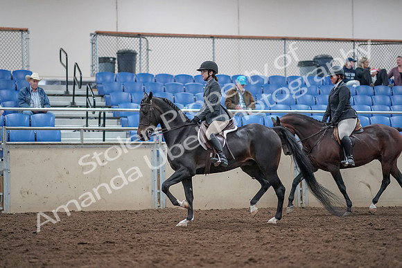 2019 Morgan Horse Show - Aug 31, 2019 - 14981