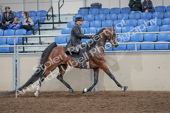 2020 - AB Morgan Horse - Fri, Sept 04 - 09814