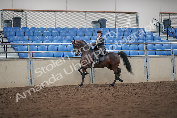 2019 Morgan Horse Show - Aug 30, 2019 - 27934