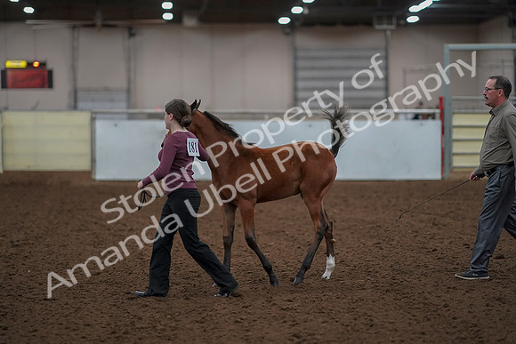 2019 Morgan Horse Show - Aug 30, 2019 - 24799