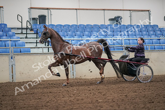 2019 Morgan Horse Show - Aug 30, 2019 - 13176