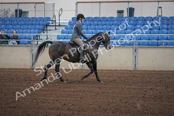2019 Morgan Horse Show - Sept 01, 2019 - 11037