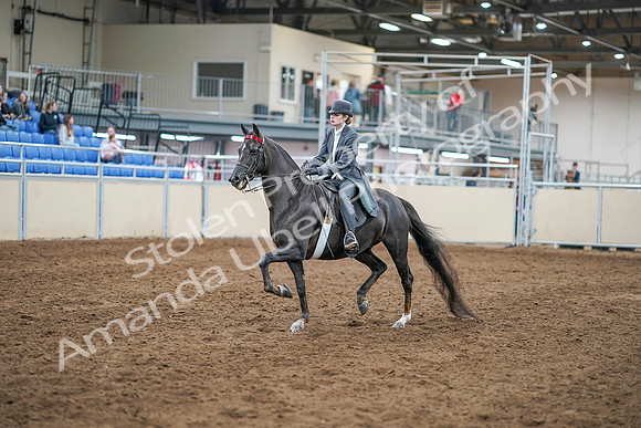 2020 - AB Morgan Horse - Sun, Sept 06 - 08292