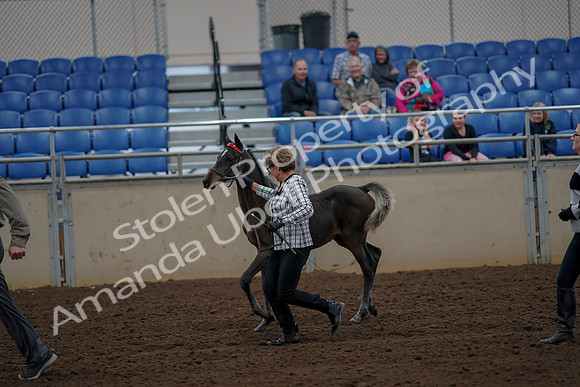 2019 Morgan Horse Show - Aug 30, 2019 - 24721