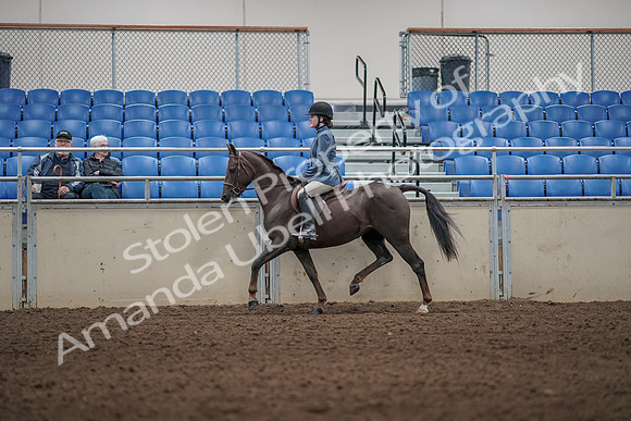 2019 Morgan Horse Show - Aug 31, 2019 - 05001