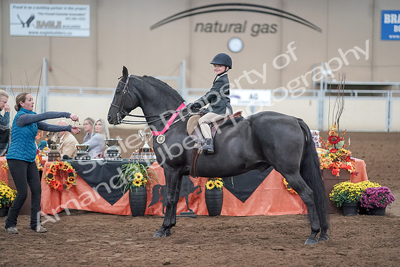 2019 Morgan Horse Show - Aug 31, 2019 - 19756