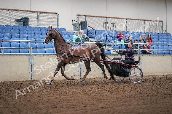 2019 Morgan Horse Show - Aug 30, 2019 - 13160
