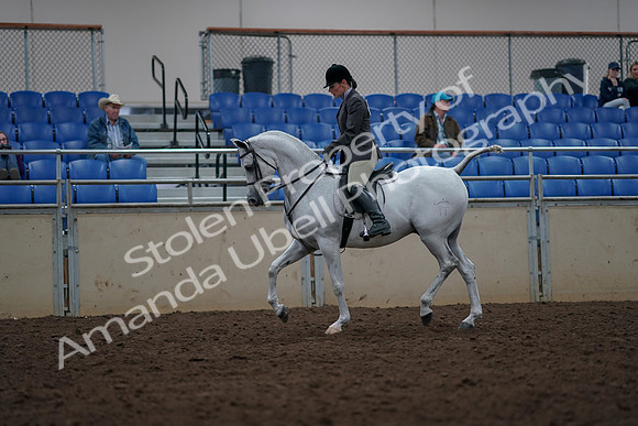 2019 Morgan Horse Show - Aug 31, 2019 - 14896