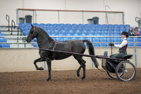 2019 Morgan Horse Show - Aug 31, 2019 - 04635