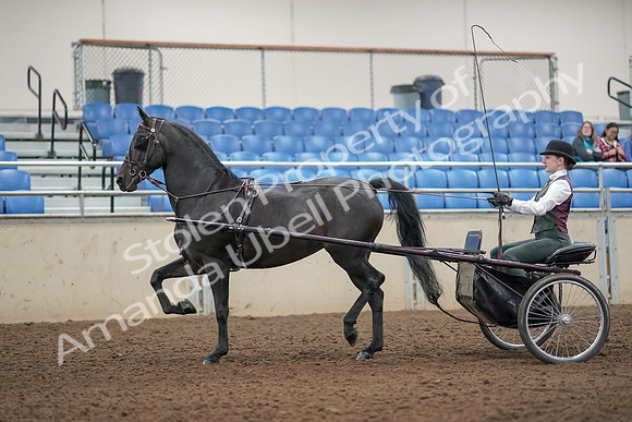 2019 Morgan Horse Show - Aug 31, 2019 - 04635