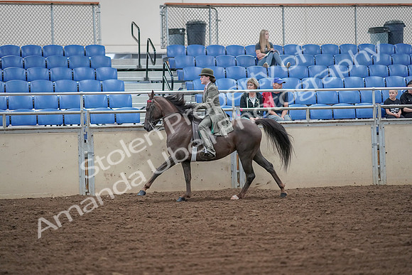 2019 Morgan Horse Show - Aug 30, 2019 - 15598