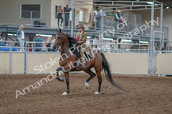2020 - AB Morgan Horse - Fri, Sept 04 - 11130