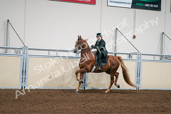 2020 - AB Morgan Horse - Sat, Sept 05 - 08037