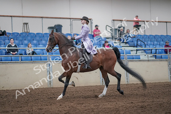 2019 Morgan Horse Show - Sept 01, 2019 - 07395