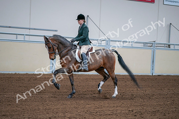 2020 - AB Morgan Horse - Fri, Sept 04 - 01699