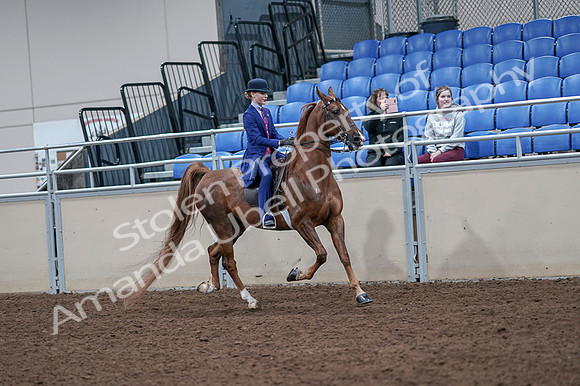2020 - AB Morgan Horse - Fri, Sept 04 - 05235