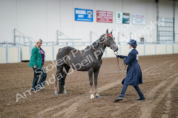2020 - AB Morgan Horse - Fri, Sept 04 - 00694