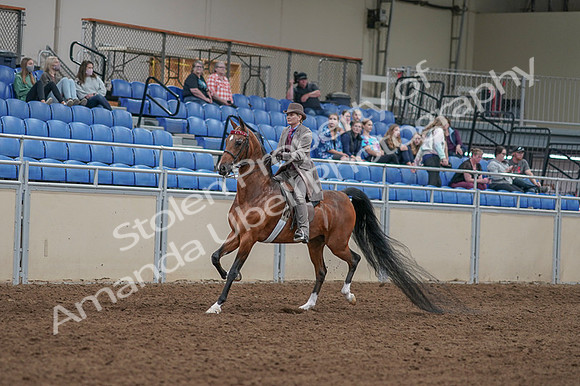 2020 - AB Morgan Horse - Fri, Sept 04 - 11353