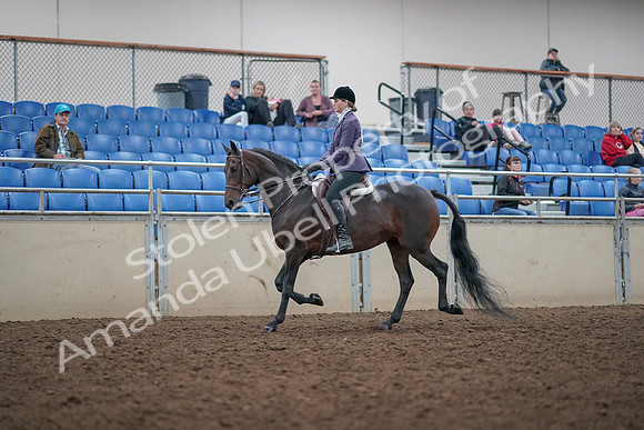 2019 Morgan Horse Show - Aug 31, 2019 - 14787