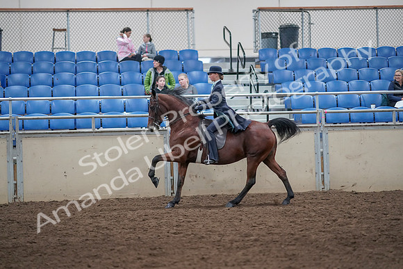 2019 Morgan Horse Show - Aug 31, 2019 - 09492