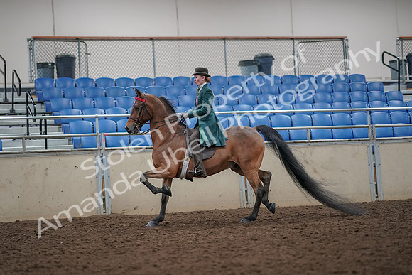 2019 Morgan Horse Show - Aug 30, 2019 - 27881