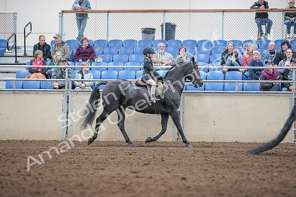 2019 Morgan Horse Show - Aug 31, 2019 - 19636