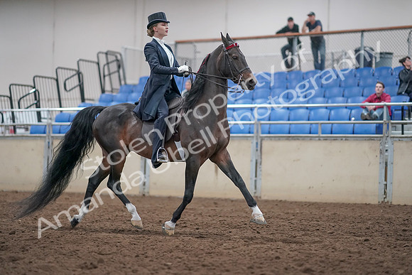 2019 Morgan Horse Show - Aug 31, 2019 - 20698