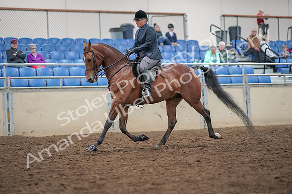 2019 Morgan Horse Show - Aug 30, 2019 - 20363