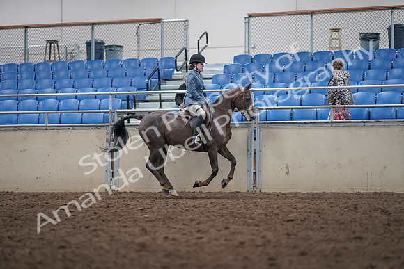 2019 Morgan Horse Show - Aug 31, 2019 - 16763