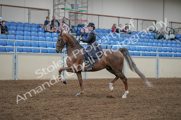 2020 - AB Morgan Horse - Fri, Sept 04 - 11296