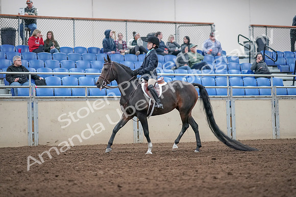 2019 Morgan Horse Show - Aug 31, 2019 - 19488