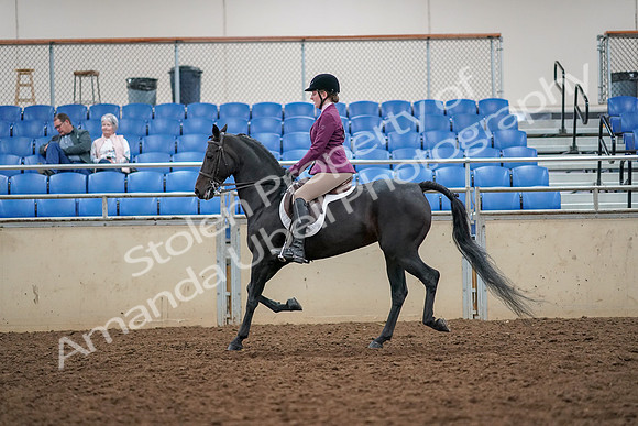 2019 Morgan Horse Show - Aug 30, 2019 - 23171
