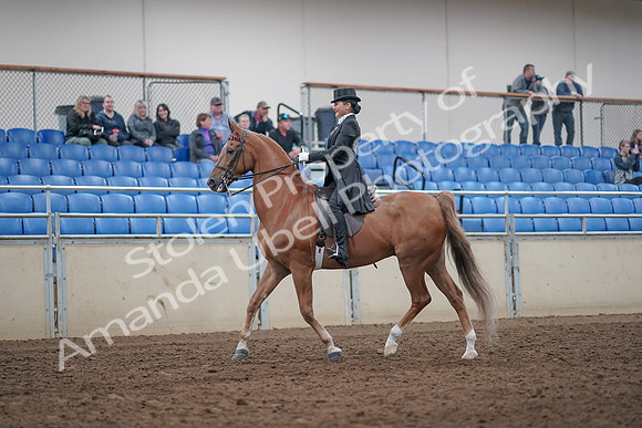 2019 Morgan Horse Show - Aug 31, 2019 - 20390