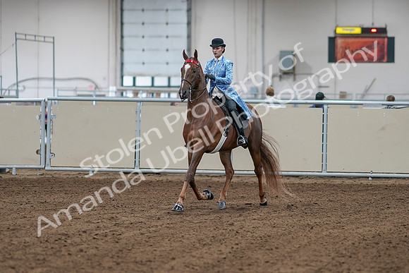2020 - AB Morgan Horse - Sat, Sept 05 - 06091