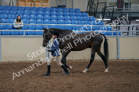 2020 - AB Morgan Horse - Fri, Sept 04 - 00923