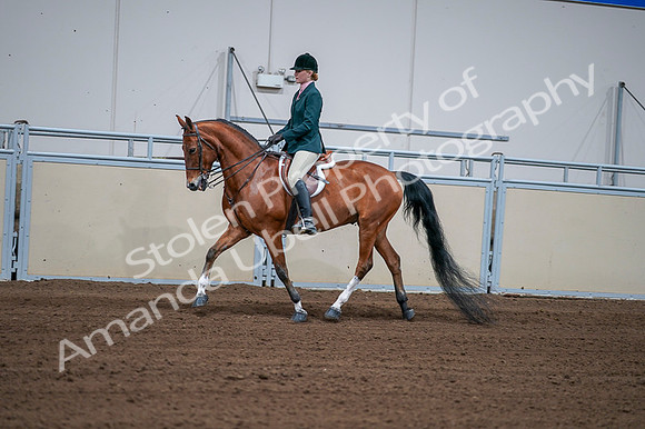 2020 - AB Morgan Horse - Fri, Sept 04 - 01591