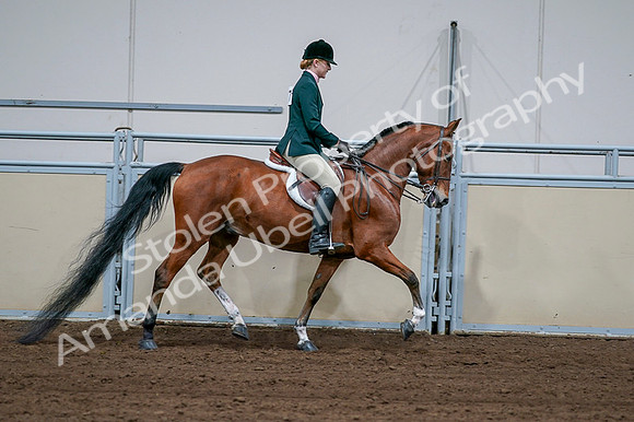 2020 - AB Morgan Horse - Fri, Sept 04 - 01748