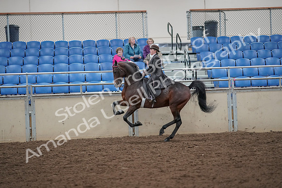 2019 Morgan Horse Show - Aug 30, 2019 - 28027