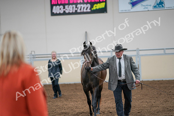 2020 - AB Morgan Horse - Fri, Sept 04 - 08591