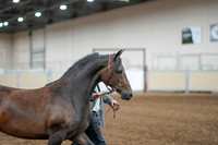 2020 - AB Morgan Horse - Fri, Sept 04 - 08574