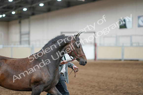 2020 - AB Morgan Horse - Fri, Sept 04 - 08574