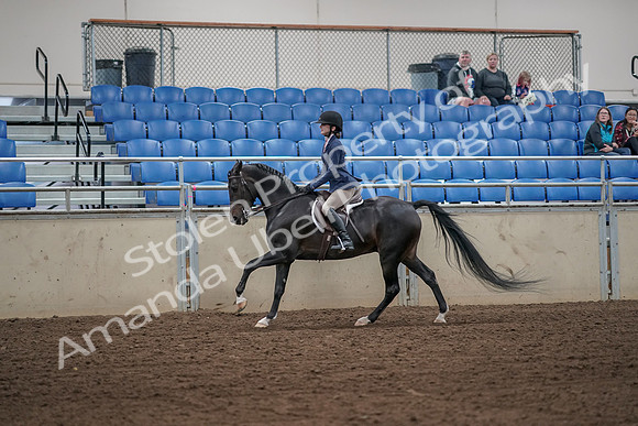 2019 Morgan Horse Show - Aug 31, 2019 - 05084