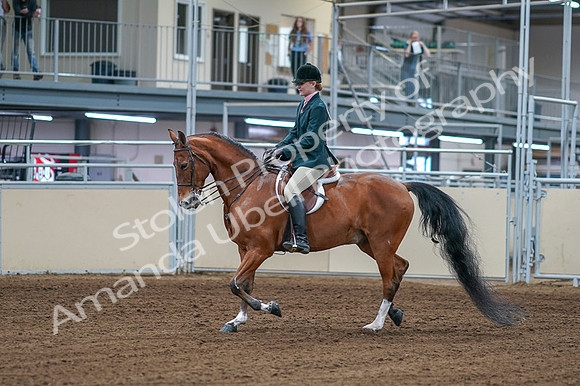 2020 - AB Morgan Horse - Fri, Sept 04 - 01542