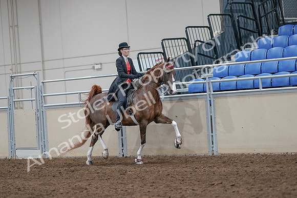 2020 - AB Morgan Horse - Fri, Sept 04 - 09848