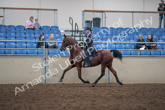 2019 Morgan Horse Show - Aug 31, 2019 - 09362